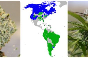 Weed Legalization Quiz: Who Legalized Marijuana by 2021?