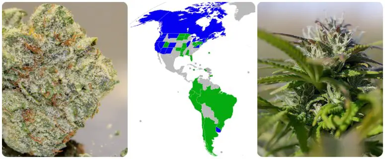 Weed Legalization Quiz: Who Legalized Marijuana by 2021?