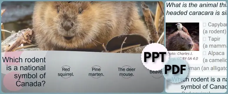 Printable Animals Quiz PPT PDF