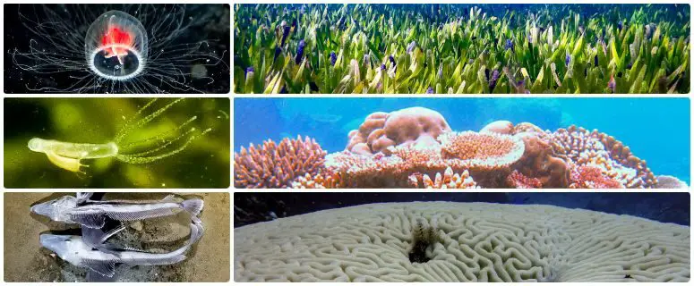 Ocean and Marine Life Quiz: 12 Great Underwater Questions
