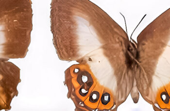 4 Fun Facts about Sauron Butterflies: The New ‘Ring-Bearers’ of the Amazon Rainforest