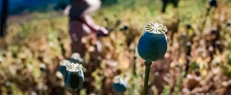 Opium poppies