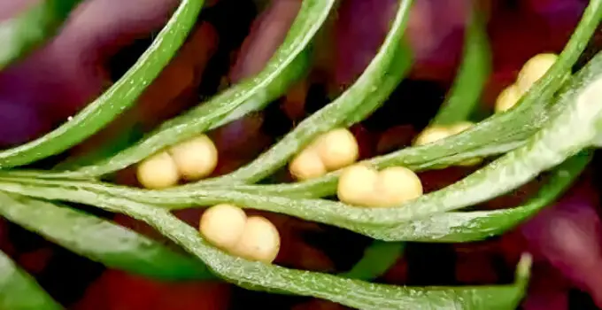 Unfurling the Fern: Meet the Plant with the World’s Largest Genome