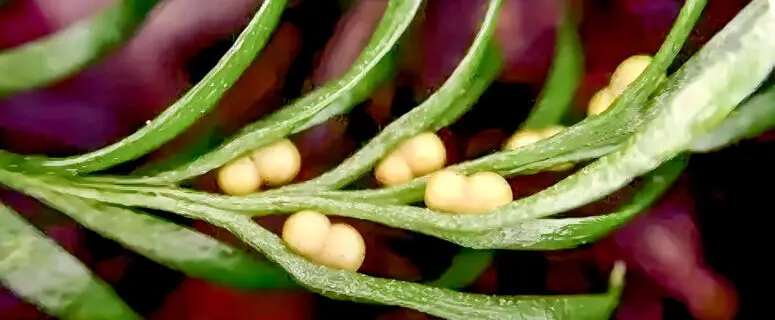 A close up of the plant boasting the world's largest genome, the Tmesipteris oblanceolata
