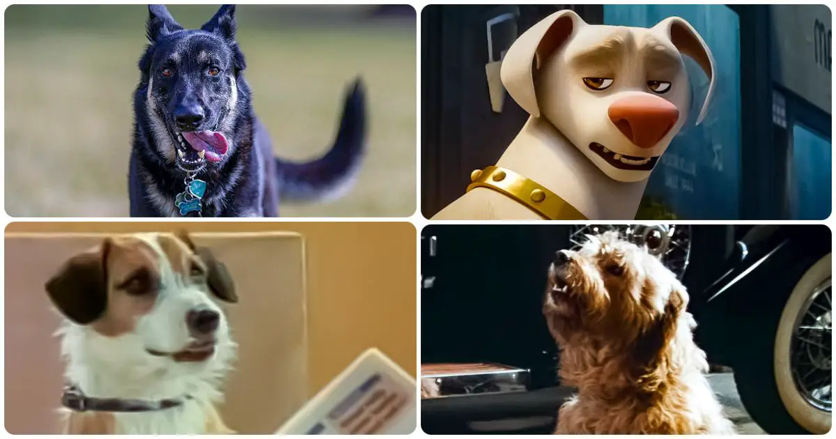 Famous Dogs Quiz 8 Barking Questions Animals Trivia