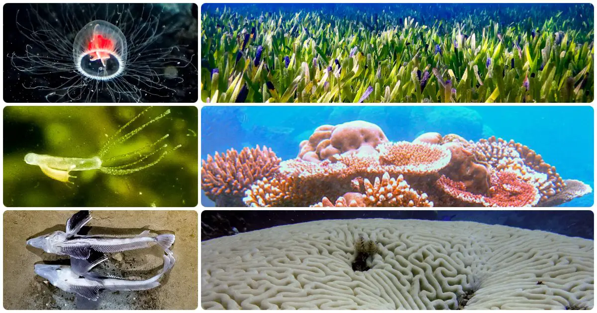 Ocean and Marine Life Quiz 12 Great Underwater Questions