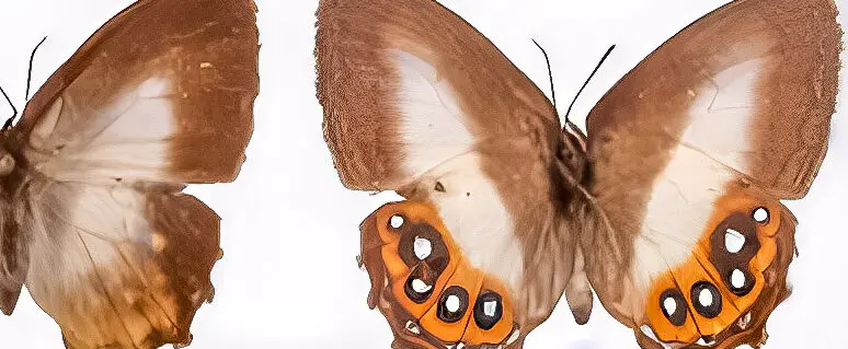 4 Fun Facts about Sauron Butterflies: The New ‘Ring-Bearers’ of the Amazon Rainforest