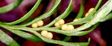 A close up of the plant boasting the world's largest genome, the Tmesipteris oblanceolata